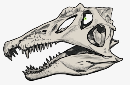Dinosaur Drawing Skull, HD Png Download, Free Download