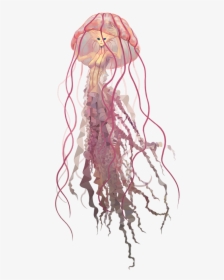 Jelly Fish Png, Transparent Png, Free Download