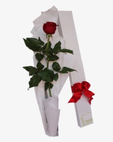 Single Red Rose Png, Transparent Png, Free Download