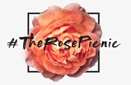 Single Red Rose Png, Transparent Png, Free Download