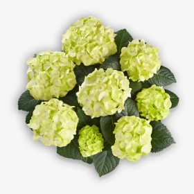Caipirinha Png, Transparent Png, Free Download