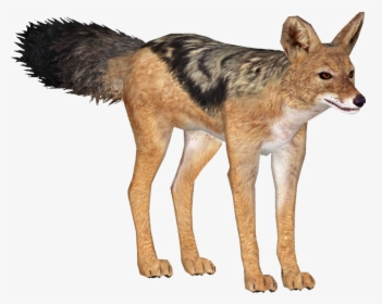 Black Backed Jackal Png , Png Download, Transparent Png, Free Download