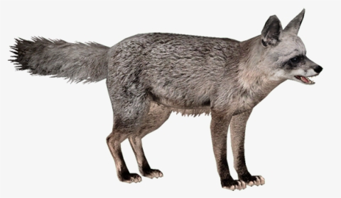 Jackal Png, Transparent Png, Free Download