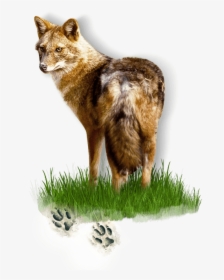 Jackal Png, Transparent Png, Free Download