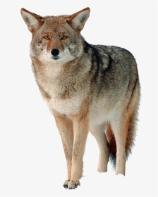 Coyote Png Free Download, Transparent Png, Free Download