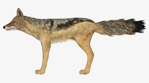 Jackal Png, Transparent Png, Free Download