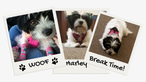 Harley In Action, HD Png Download, Free Download