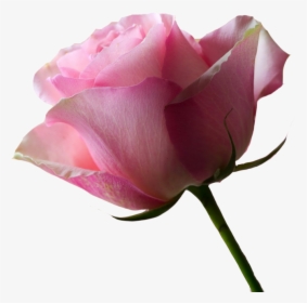 No Background / Pink Rose X 2 By Paxtonfearless1, HD Png Download, Free Download