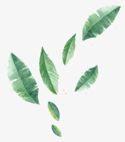 Transparent Plant Vector With Different Leaf Sizes, HD Png Download, Free Download