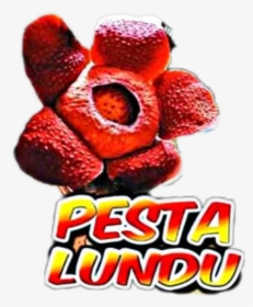 #pesta, HD Png Download, Free Download