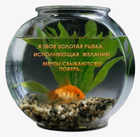 Goldfish Aquarium Gif Wish, HD Png Download, Free Download