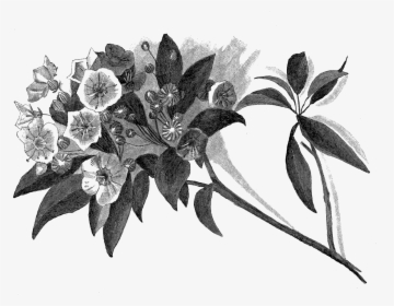 Botanical Drawing Pencil, HD Png Download, Free Download