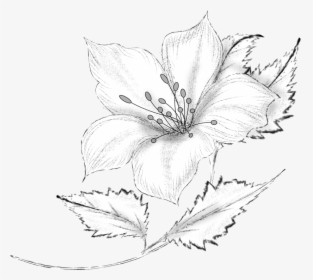Drawing Decorative By Roula Kantaridou Flowers Vector, HD Png Download, Free Download
