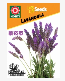 Lavender Plant Png, Transparent Png, Free Download