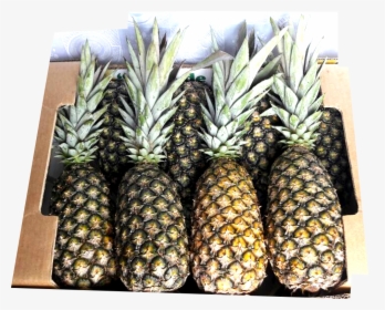 Transparent Pineapple Slices Png, Png Download, Free Download