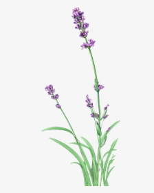 Lavender Plant Png, Transparent Png, Free Download