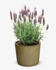 Lavender Plant Png, Transparent Png, Free Download