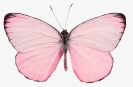#butterfly #나비 #pink #borboleta #rosa #cute #aesthetic, HD Png Download, Free Download