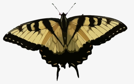 Papilio Glaucus Clip Arts, HD Png Download, Free Download