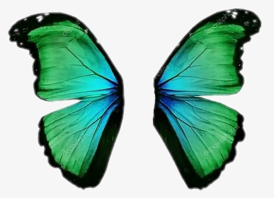 #asas #borboleta, HD Png Download, Free Download