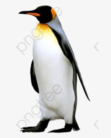 Hand Painted Penguins South, HD Png Download, Free Download