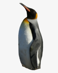 Emperor Penguin Png, Transparent Png, Free Download