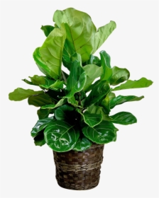 Fabulous Fiddle Leaf Fig, HD Png Download, Free Download
