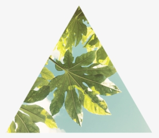 Fig Leaf Png, Transparent Png, Free Download