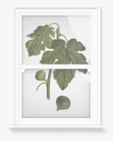 Fig Leaf Png, Transparent Png, Free Download