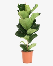 Fig Leaf Png, Transparent Png, Free Download