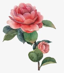 Rose Drawing Watercolor, HD Png Download, Free Download