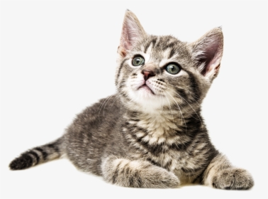 Cat , Png Download, Transparent Png, Free Download