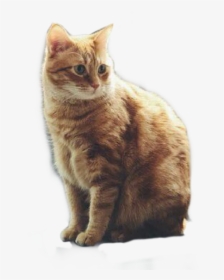 #wilson #gato #gatos #gatoskawaii #cat #cats, HD Png Download, Free Download