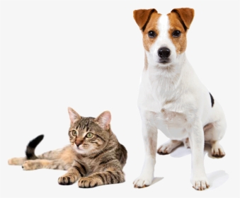 Short Poem On Cat, HD Png Download, Free Download