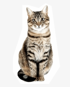 Gatos Png, Transparent Png, Free Download