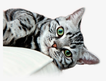 Gatos Png, Transparent Png, Free Download