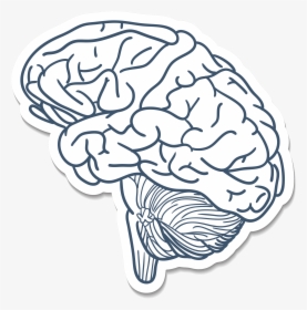 Bulb Drawing Brain, HD Png Download, Free Download