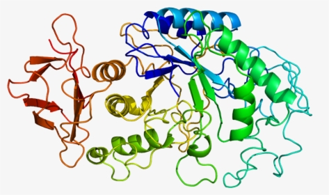 Protein Amy1a Pdb 1b2y, HD Png Download, Free Download