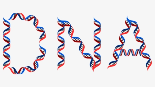 Dna And Weight Loss, HD Png Download, Free Download