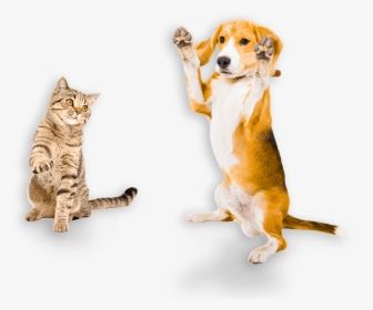 Australian Made Pet Treats - Dog With Paws Up, HD Png Download, Free Download