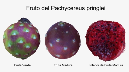 Pachycereus Pringlei Fruit, HD Png Download, Free Download