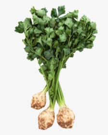 Fresh Celery Root With Leaves Png Image - Celeriac Png, Transparent Png, Free Download