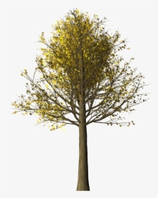 Tree Maple Maple Tree Free Picture - ต้น เม เปิ ล Png, Transparent Png, Free Download