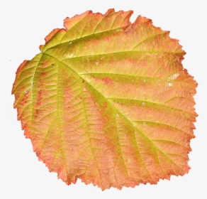 Png Skaidrus Ruduo, Transparent Png, Free Download