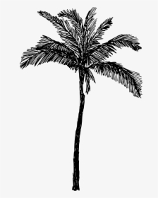 Palm Tree Drawing Png, Transparent Png, Free Download