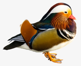 Animal, Duck, Water Bird, Mandarin Ducks, Colorful - Mandarin Ducks - Oil Painting, HD Png Download, Free Download