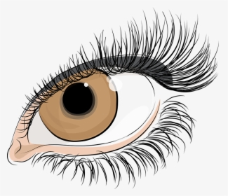 The Eye Of Women, Eyelashes, The Iris Of The Eye, Pupil - Lashes Eyes Transparent Background, HD Png Download, Free Download