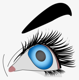 Eye,organ,eyelash - Clipart Oeil, HD Png Download, Free Download