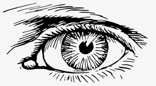 Eye, Eyelash, Optic, Optical, Organ, Vision - Eye Clip Art, HD Png Download, Free Download