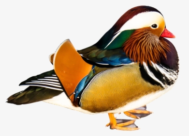 Mandarin Ducks, Animal, Colorful, Water Bird, Plumage - Anatra Mandarina Png, Transparent Png, Free Download